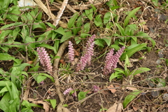 Lathraea squamaria