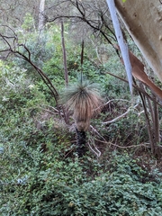 Xanthorrhoea quadrangulata