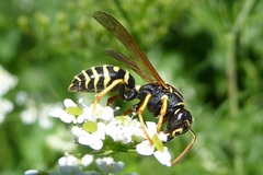 Polistes
