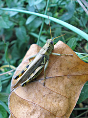 Melanoplus differentialis