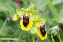 Ophrys lutea