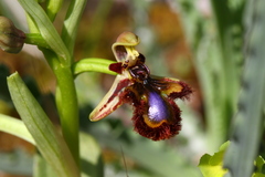 Ophrys speculum