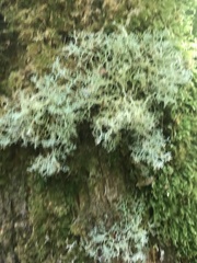 Cladonia confusa
