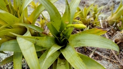 Vriesea freicanecana