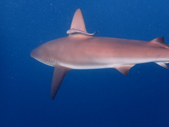 Carcharhinus perezii