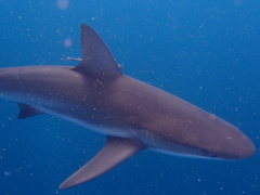 Carcharhinus perezii