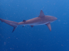Carcharhinus perezii
