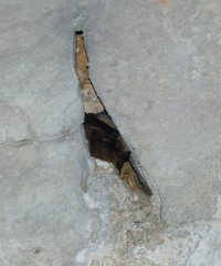 Myotis mystacinus
