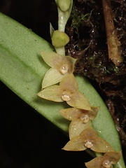 Stelis