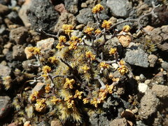 Pimelea microphylla