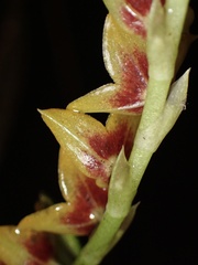 Stelis