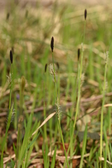 Carex pilosa