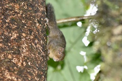 Microsciurus