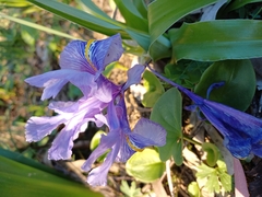 Iris planifolia