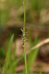 Carex pilosa