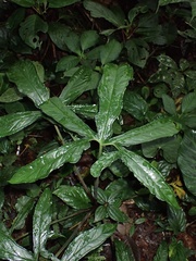 Xanthosoma alpayacuense