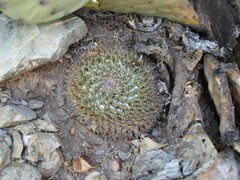 Mammillaria meiacantha