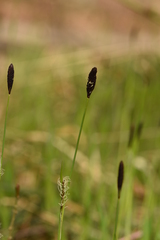 Carex pilosa
