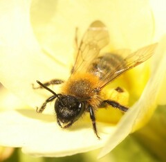 Andrena bicolor