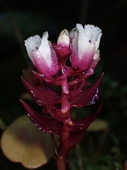 Elleanthus
