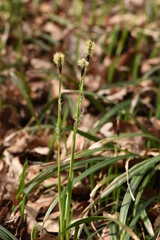 Carex pilosa