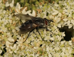Linnaemya