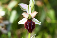 Ophrys exaltata