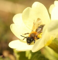 Andrena bicolor