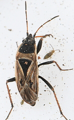 Xanthochilus quadratus