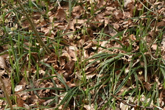 Carex pilosa