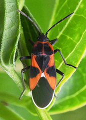 Tropidothorax leucopterus