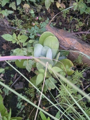 Kalanchoe thyrsiflora
