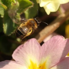 Andrena bicolor