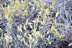 Montinia caryophyllacea