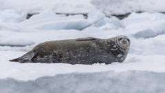 Leptonychotes weddellii