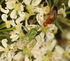 Lygocoris pabulinus