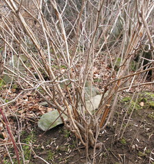 Rubus odoratus