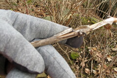 Rubus odoratus