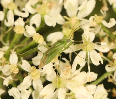 Lygocoris pabulinus