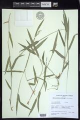 Dichanthelium leibergii