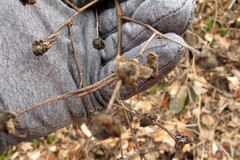 Rubus odoratus