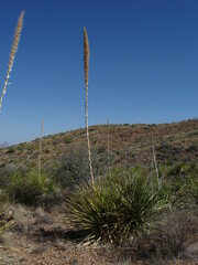 Dasylirion leiophyllum