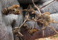 Rubus odoratus