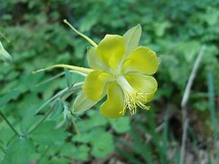 Aquilegia longissima