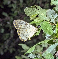 Pseudaphelia apollinaris