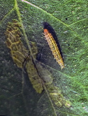 Choreutis nemorana