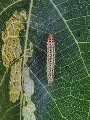 Choreutis nemorana