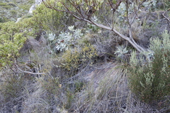 Montinia caryophyllacea