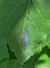 Choreutis nemorana