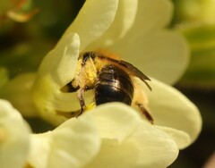 Andrena bicolor